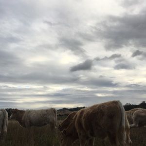 Meet your Posher, Ella